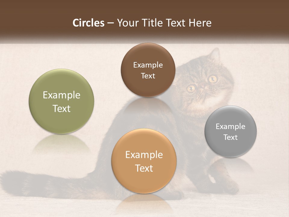 Puss Feline Furry PowerPoint Template