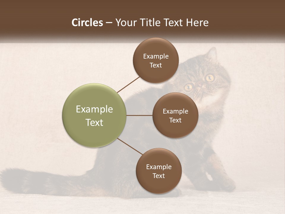 Puss Feline Furry PowerPoint Template