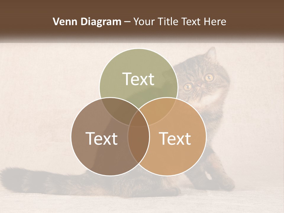 Puss Feline Furry PowerPoint Template