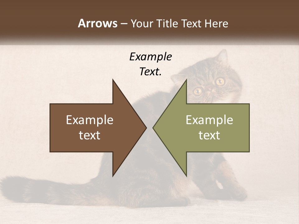 Puss Feline Furry PowerPoint Template