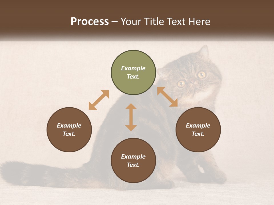 Puss Feline Furry PowerPoint Template