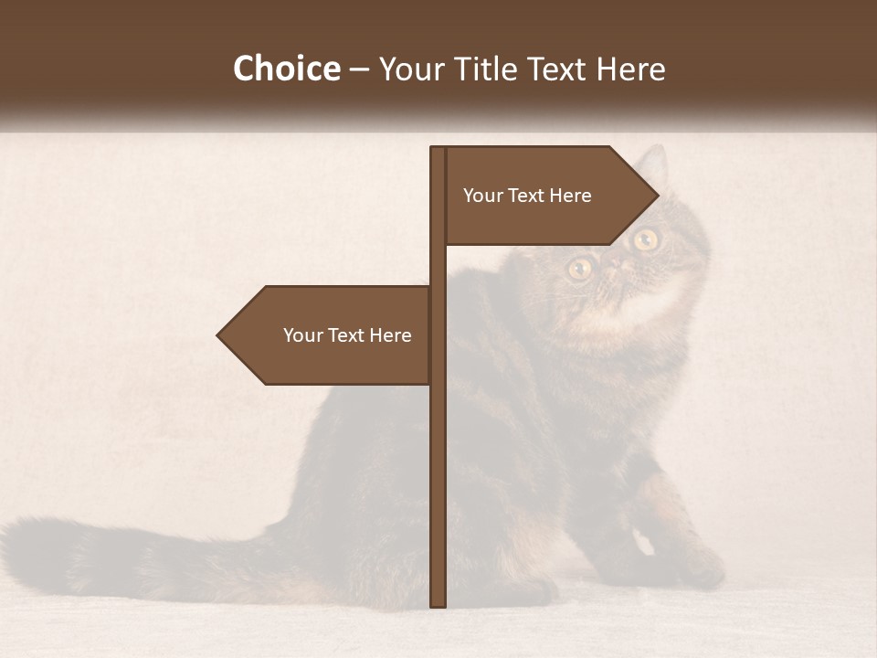 Puss Feline Furry PowerPoint Template