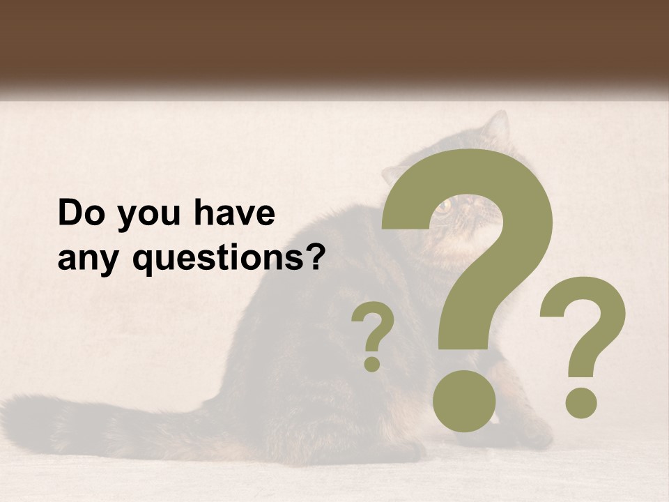 Puss Feline Furry PowerPoint Template