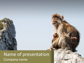 Macaca Sylvana Family Tree Evolution PowerPoint Template