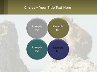 Macaca Sylvana Family Tree Evolution PowerPoint Template