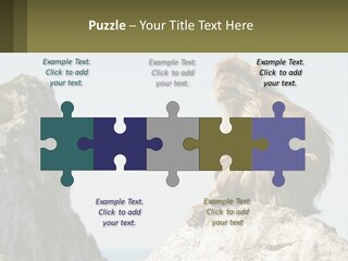 Macaca Sylvana Family Tree Evolution PowerPoint Template
