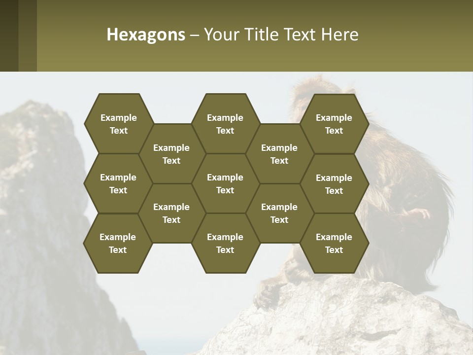 Macaca Sylvana Family Tree Evolution PowerPoint Template