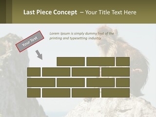 Macaca Sylvana Family Tree Evolution PowerPoint Template