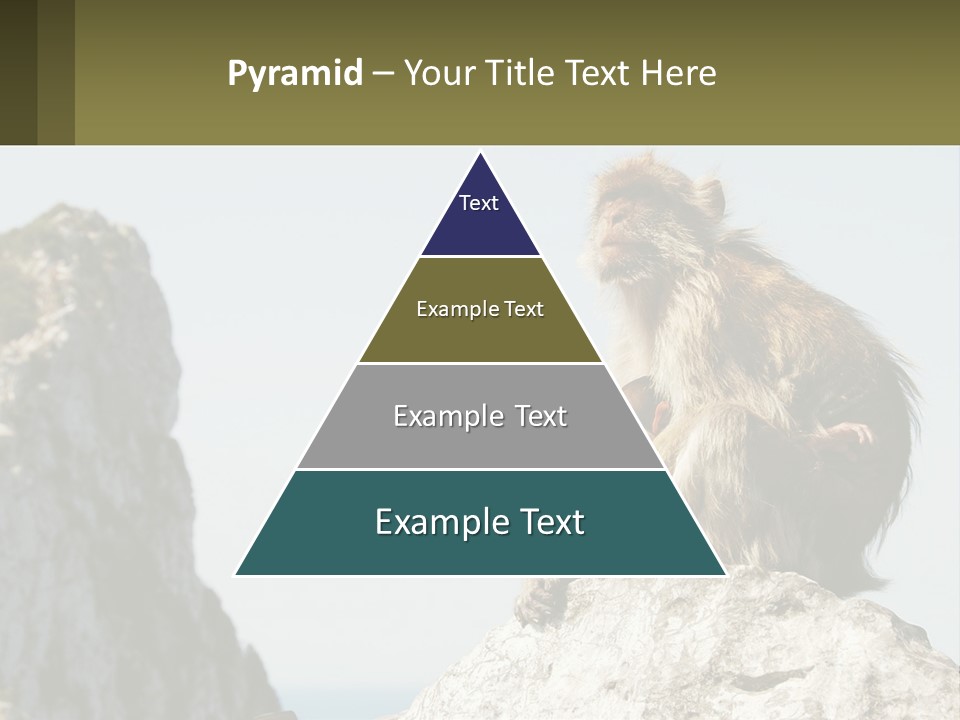 Macaca Sylvana Family Tree Evolution PowerPoint Template