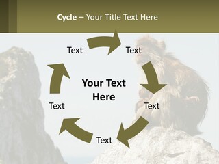Macaca Sylvana Family Tree Evolution PowerPoint Template
