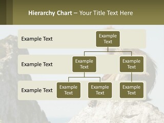 Macaca Sylvana Family Tree Evolution PowerPoint Template
