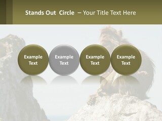 Macaca Sylvana Family Tree Evolution PowerPoint Template