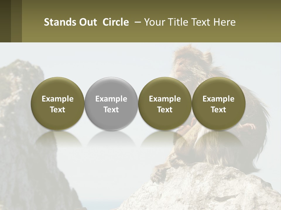 Macaca Sylvana Family Tree Evolution PowerPoint Template