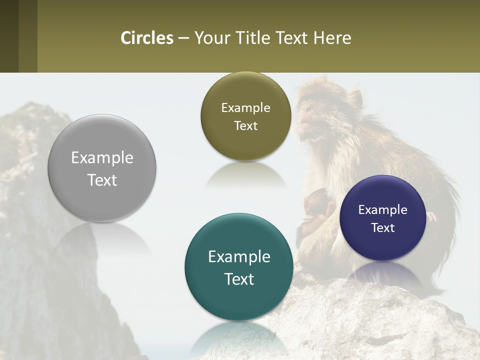 Macaca Sylvana Family Tree Evolution PowerPoint Template
