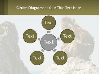 Macaca Sylvana Family Tree Evolution PowerPoint Template