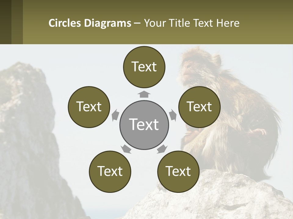 Macaca Sylvana Family Tree Evolution PowerPoint Template