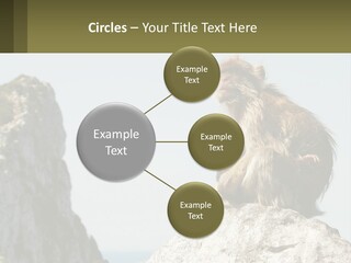 Macaca Sylvana Family Tree Evolution PowerPoint Template