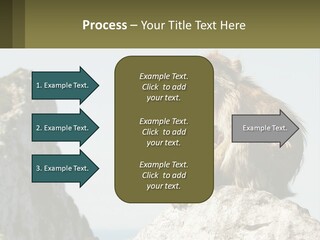 Macaca Sylvana Family Tree Evolution PowerPoint Template