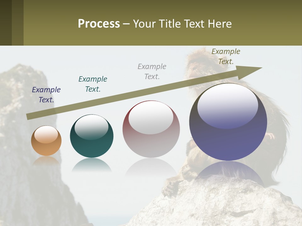 Macaca Sylvana Family Tree Evolution PowerPoint Template