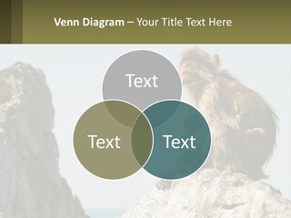 Macaca Sylvana Family Tree Evolution PowerPoint Template