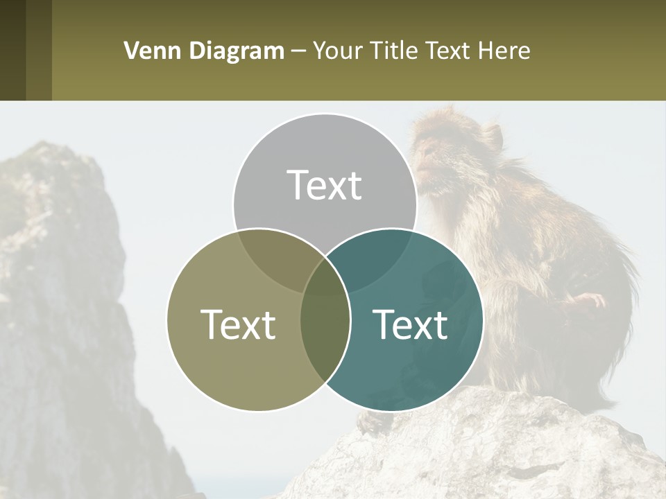 Macaca Sylvana Family Tree Evolution PowerPoint Template