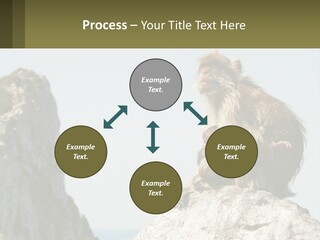 Macaca Sylvana Family Tree Evolution PowerPoint Template