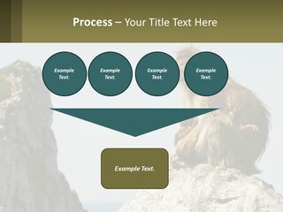 Macaca Sylvana Family Tree Evolution PowerPoint Template