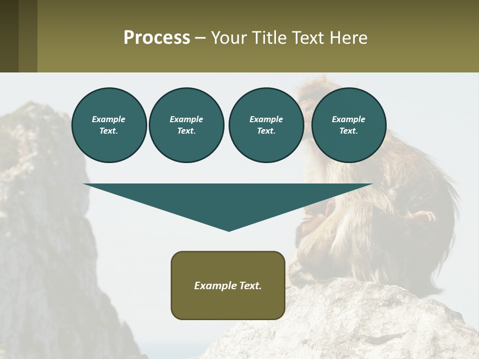 Macaca Sylvana Family Tree Evolution PowerPoint Template