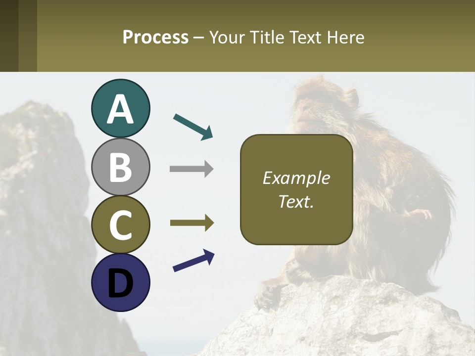 Macaca Sylvana Family Tree Evolution PowerPoint Template