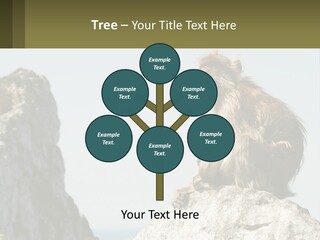 Macaca Sylvana Family Tree Evolution PowerPoint Template
