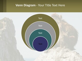 Macaca Sylvana Family Tree Evolution PowerPoint Template