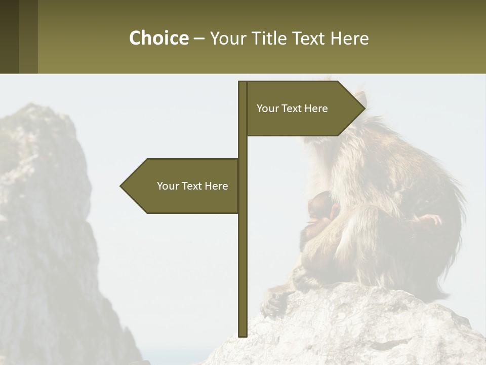 Macaca Sylvana Family Tree Evolution PowerPoint Template