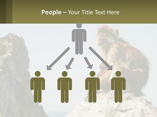 Macaca Sylvana Family Tree Evolution PowerPoint Template