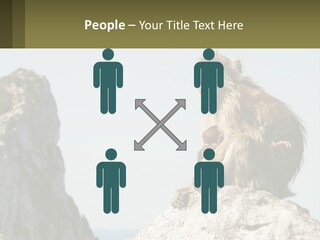 Macaca Sylvana Family Tree Evolution PowerPoint Template