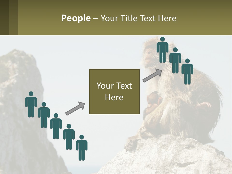 Macaca Sylvana Family Tree Evolution PowerPoint Template