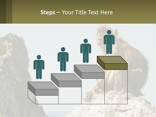 Macaca Sylvana Family Tree Evolution PowerPoint Template