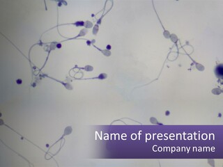 Slide Research Male PowerPoint Template