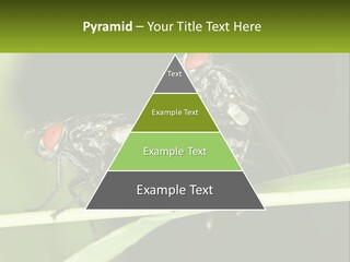 Building Architecture Architect PowerPoint Template