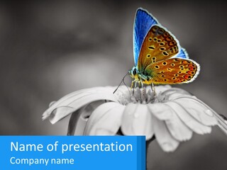 Animal Closeup Beautiful PowerPoint Template