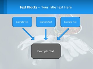 Animal Closeup Beautiful PowerPoint Template