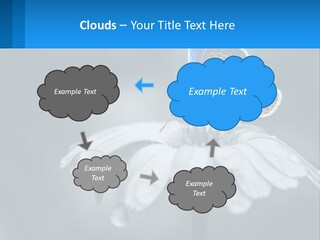 Animal Closeup Beautiful PowerPoint Template