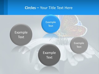 Animal Closeup Beautiful PowerPoint Template