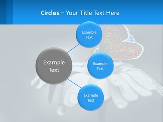 Animal Closeup Beautiful PowerPoint Template