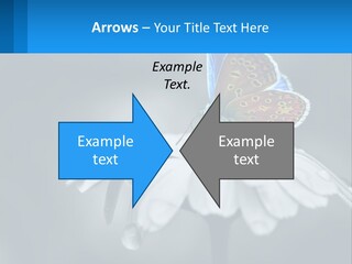 Animal Closeup Beautiful PowerPoint Template