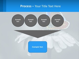 Animal Closeup Beautiful PowerPoint Template