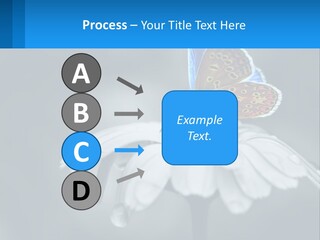 Animal Closeup Beautiful PowerPoint Template