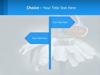 Animal Closeup Beautiful PowerPoint Template