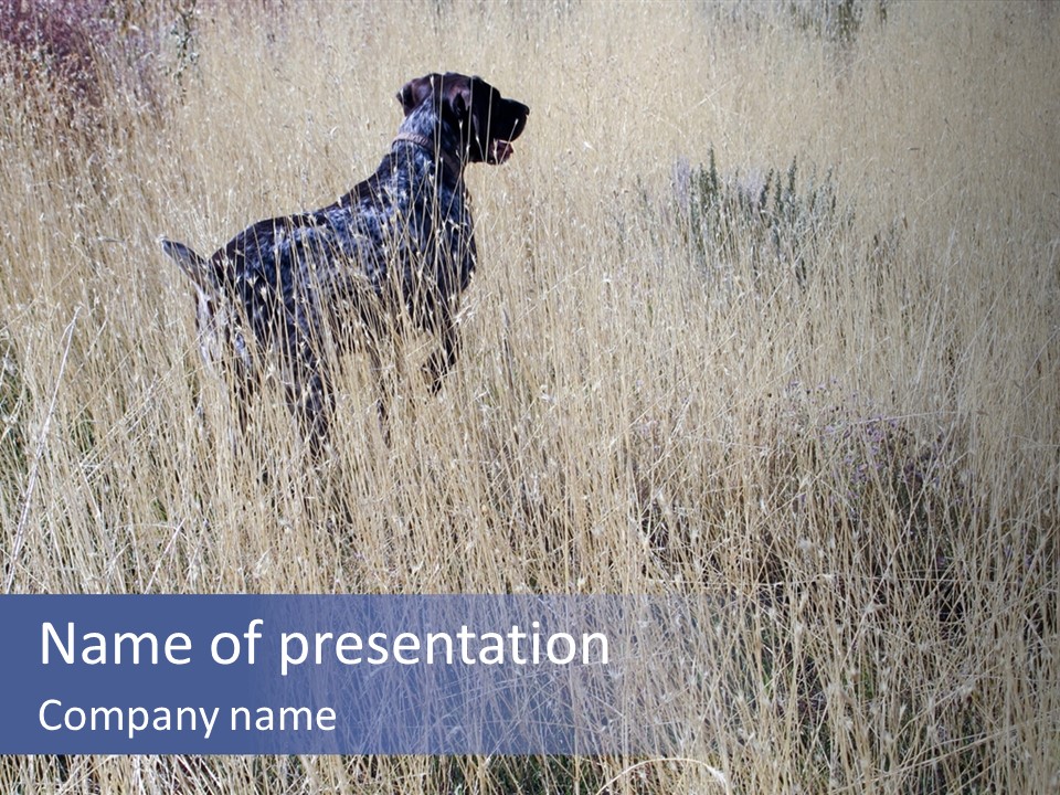 Gold Blue Sky Hunting Dog PowerPoint Template
