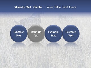 Gold Blue Sky Hunting Dog PowerPoint Template