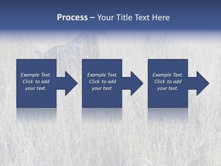 Gold Blue Sky Hunting Dog PowerPoint Template